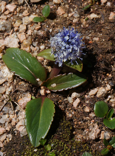 Lagotis