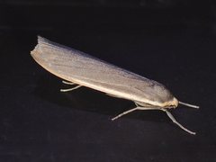 Palaeosia