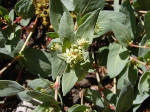 Davis' knotweed (Aconogonon davisiae)