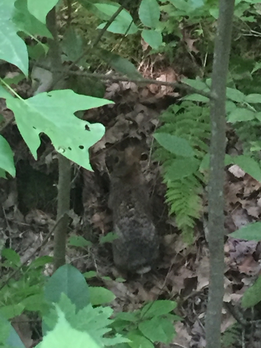 Sylvilagus obscurus