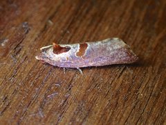 Glyphidoptera insignana