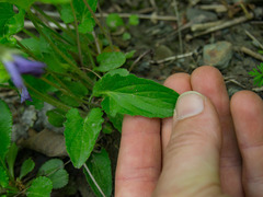 Viola fimbriatula
