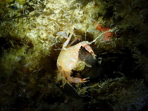 Carupa tenuipes observed 2024-07-13
