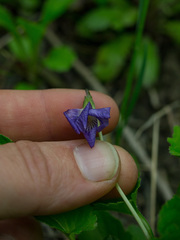 Viola fimbriatula