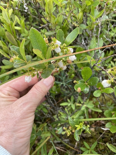 Image of Gaylussacia bigeloviana by (c) Liz Crafford, some rights reserved (CC BY)