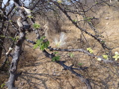 Havardia acatlensis