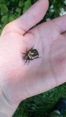 Protaetia cuprea bourgini