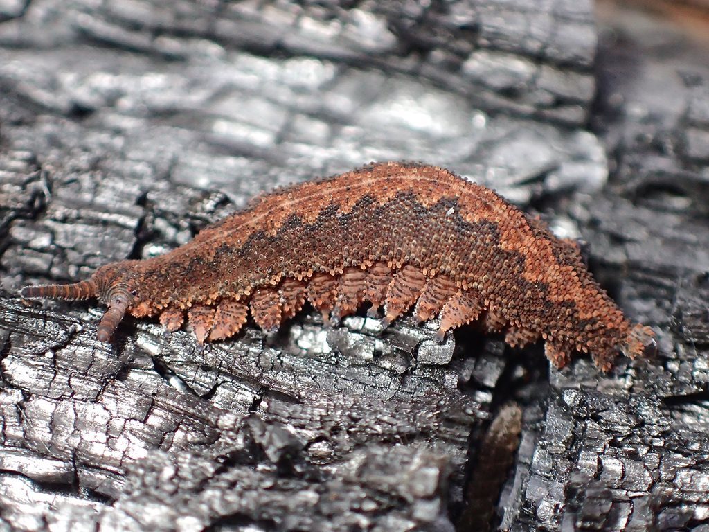 Ooperipatus centunculus
