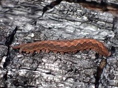 Ooperipatus centunculus