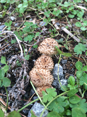 Lacrymaria asperospora