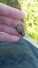 Protaetia cuprea bourgini