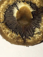 Lacrymaria asperospora