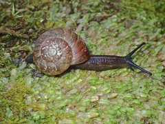 Austrorhytida