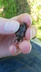 Protaetia cuprea bourgini