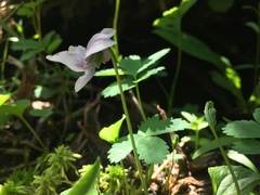Viola palustris