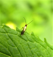 Micropterix aruncella