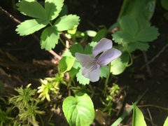 Viola palustris