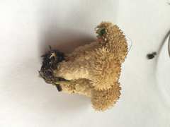 Lacrymaria asperospora