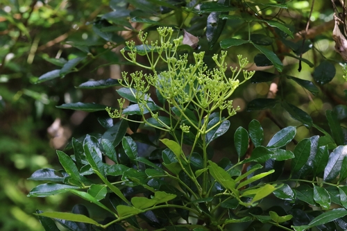 Image of Zanthoxylum avicennae by no rights reserved