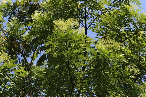 Image of Zanthoxylum avicennae by no rights reserved