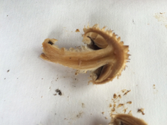 Lacrymaria asperospora