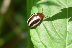 Calligrapha bidenticola