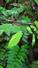 Haetera piera