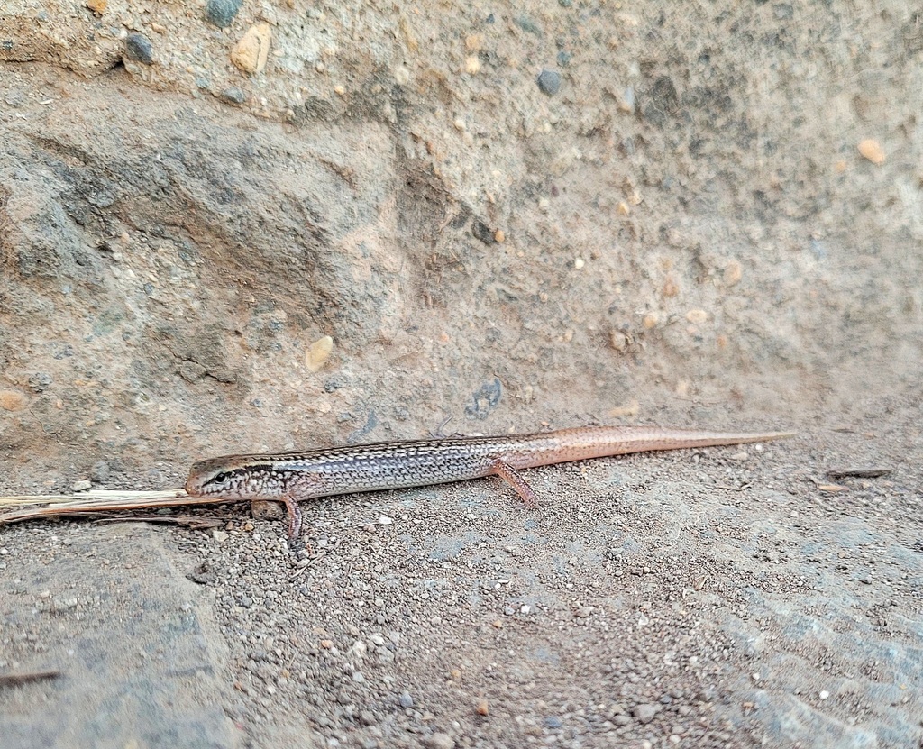 Eremiascincus emigrans