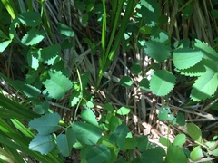 Sanguisorba officinalis