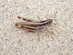 Macrotona securiformis