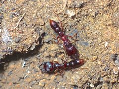 Amblyopone australis