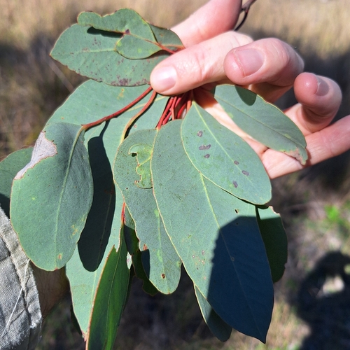 Image of Eucalyptus prava by (c) Greg Tasney, some rights reserved (CC BY-SA)