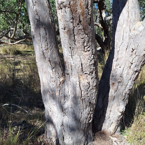 Image of Eucalyptus prava by (c) Greg Tasney, some rights reserved (CC BY-SA)