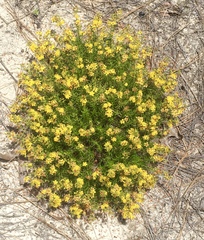 Hypericum lloydii