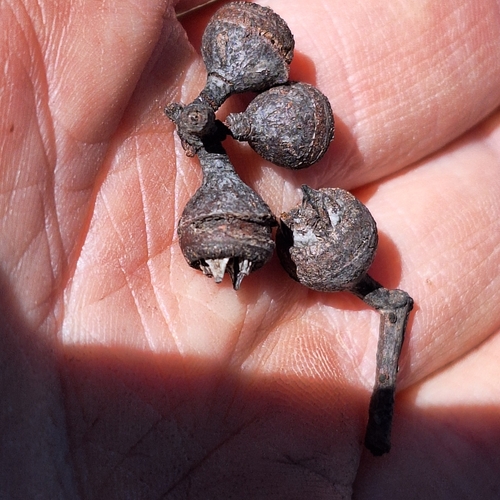 Image of Eucalyptus prava by (c) Greg Tasney, some rights reserved (CC BY-SA)