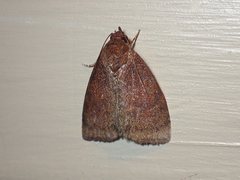 Austrocarea iocephala