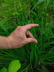 Carex communis