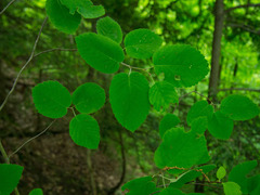 Amelanchier humilis