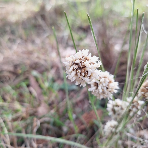 Image of Lomandra leucocephala by (c) Greg Tasney, some rights reserved (CC BY-SA)