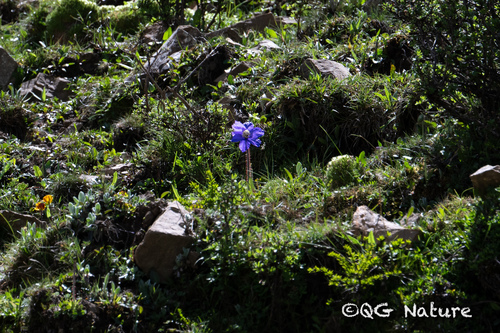 Meconopsis henrici, photograph 1