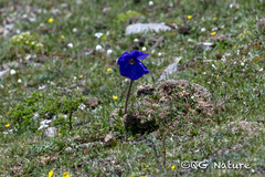Meconopsis henrici