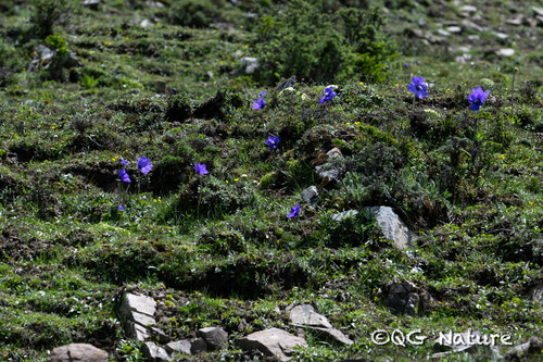 Meconopsis henrici, photograph 2