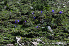 Meconopsis henrici, photograph Wang.QG, CC BY, iNaturalist via GBIF