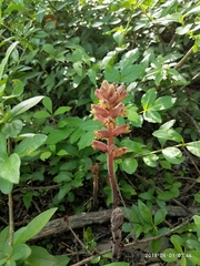 Orobanche laxissima