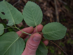Amelanchier humilis