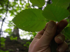 Amelanchier humilis