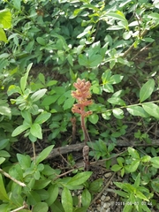 Orobanche laxissima