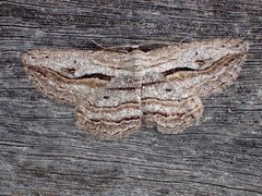 Scioglyptis loxographa