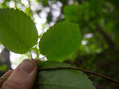 Amelanchier humilis