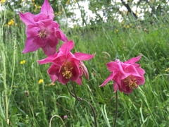 Aquilegia vulgaris